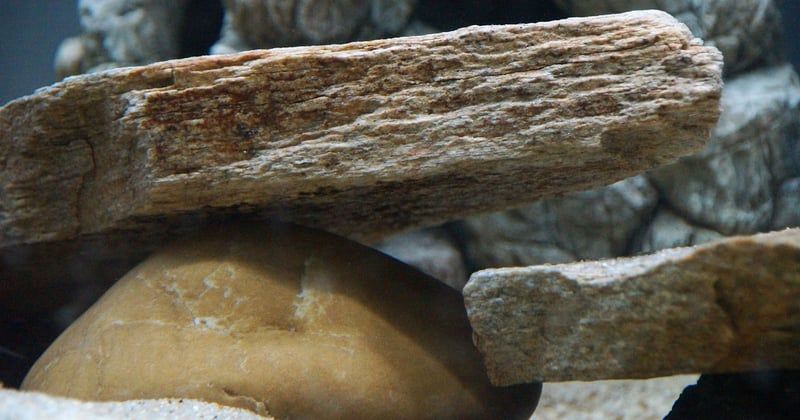 Comment mettre une pierre dans un aquarium sans stresser vos poissons