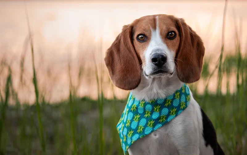Combien coûte une détection par chien en 2026 ?