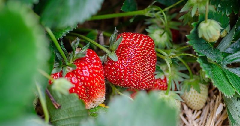 Comment pousse les fraises : le guide surprenant du potager