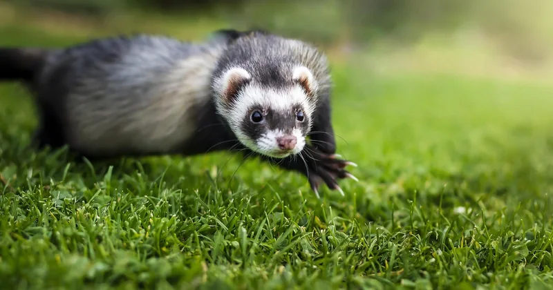 Furet ou hydrocureur : comment choisir la bonne technique ?