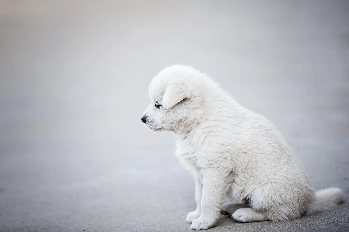 Les erreurs à éviter quand on choisit un service de détection canine