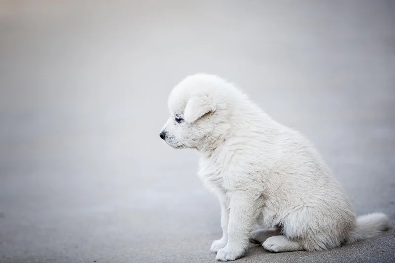 Les erreurs à éviter quand on choisit un service de détection canine