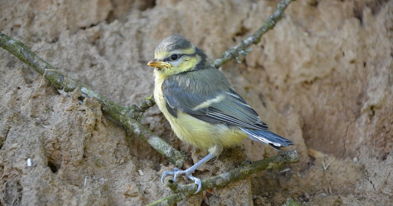 Oisillon mésange : le guide ultime pour l'accueillir et le nourrir