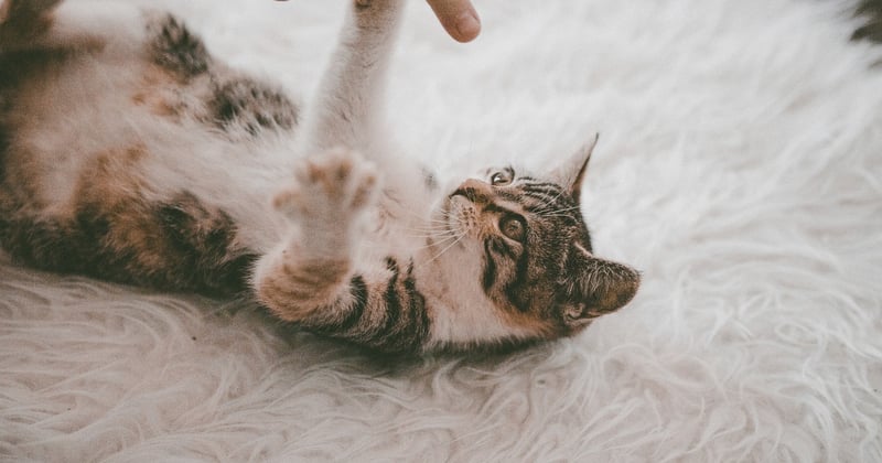 Jonc de mer sur carrelage : nos astuces pour un résultat impeccable