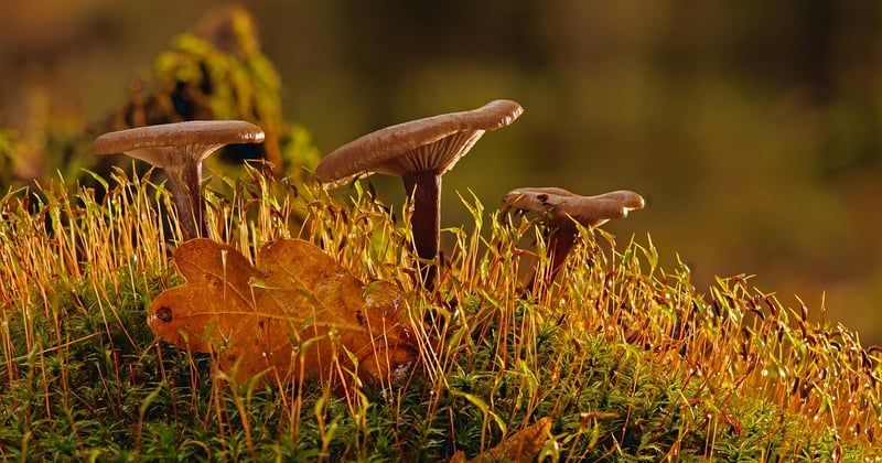 Comment choisir les meilleurs fabricants de mousse sur mesure en 2026 ?