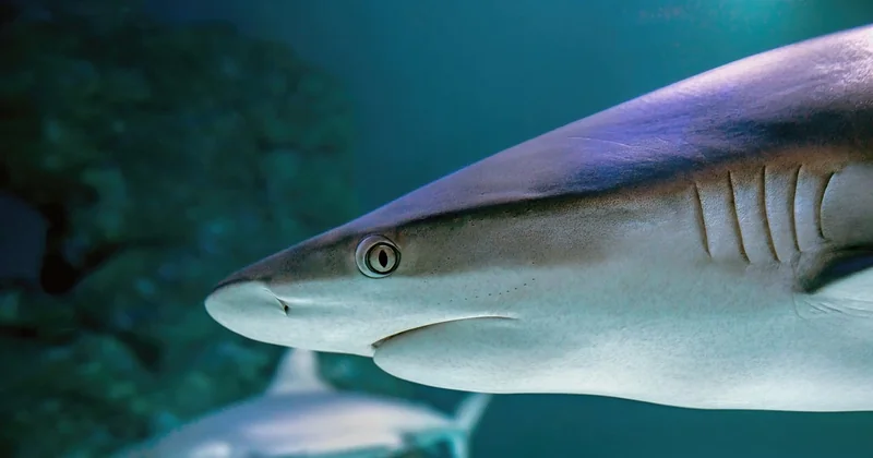 La sécurité physique : comment poser une pierre sans casser votre aquarium