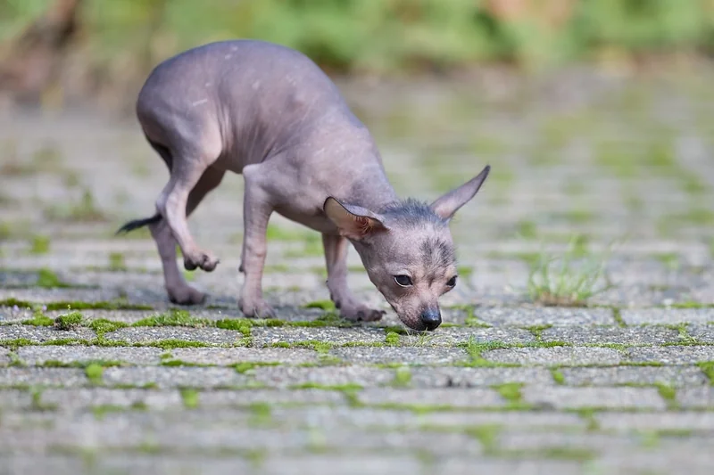 Que comprend le tarif d'une inspection canine ?