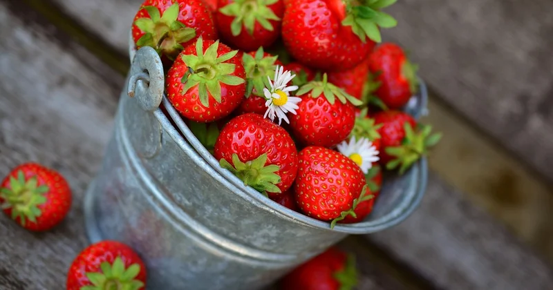 Le calendrier d'une saison, de la plantation à la récolte