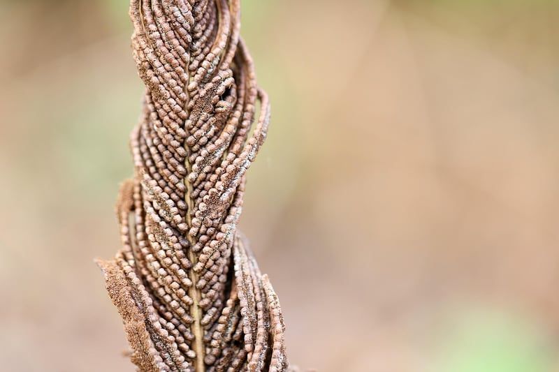 Découvrez comment faire chauffer une bouillotte sèche sans micro ondes en 2026
