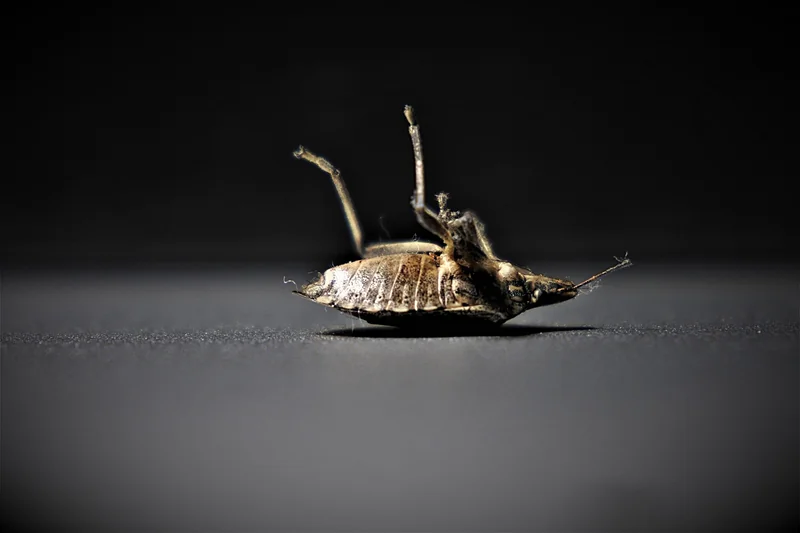 Outils et méthodes pour localiser une infestation cachée