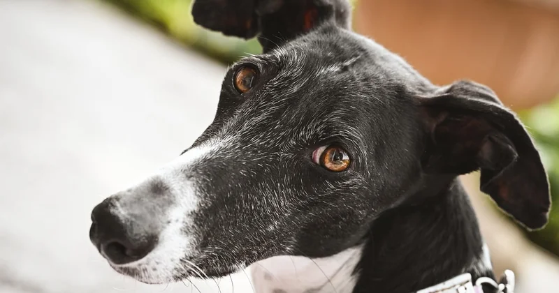 Pourquoi un écart de prix aussi important entre les prestataires ?