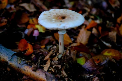schirmling géant
